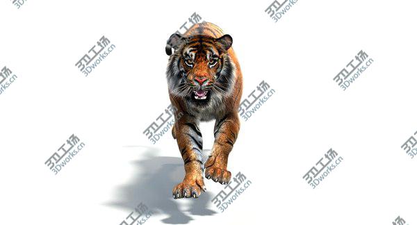 images/goods_img/20210312/3D Sumatran Tiger Animated (Fur)/5.jpg